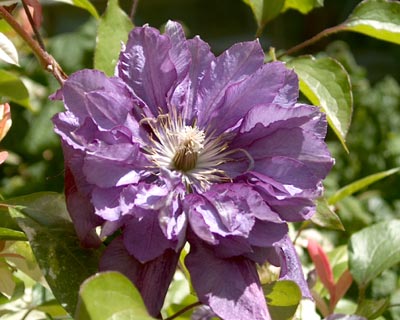 Clematis1006.jpg (31732 bytes)