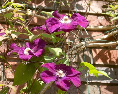 Clematis1008.jpg (42076 bytes)