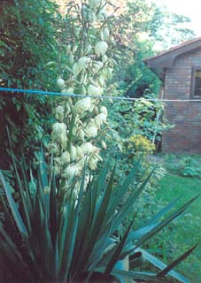 GardenYucca.jpg (24318 bytes)