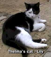 Thelma's cat - Lily