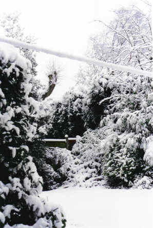 Back garden - 28 Dec 2000